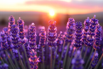 A field of lavender with a sunset backdrop, creating a tranquil and aromatic nature landscape