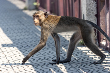 A young macaque is walking on the pavement, Thailand