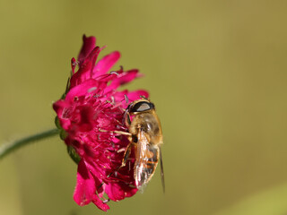 Eristale gluant --- Eristale tenace --- Ver à queue de Rat (Eristalis tenax)
Eristalis tenax on an unidentified flower or plant
