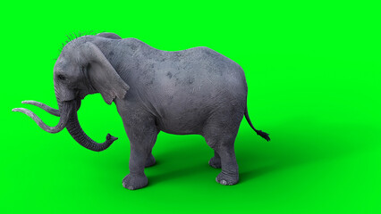 Obraz premium African elephant idle. 3d rendering.