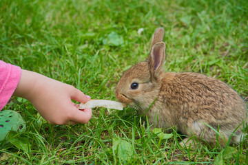 children's hands feed a rabbit, a child with a small rabbit on the grass gives a slice of bread
