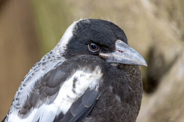 Fototapeta premium The Australian magpie, gymnorhina tibicen