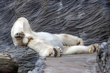 A polar bear lies on its back on a rock