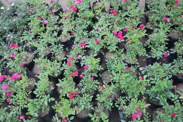 colorful flower in a garden