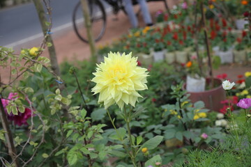colorful winter flower in a garden