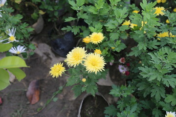 colorful winter flower in a garden