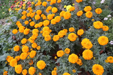 colorful winter flower in a garden