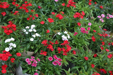 colorful winter flower in a garden