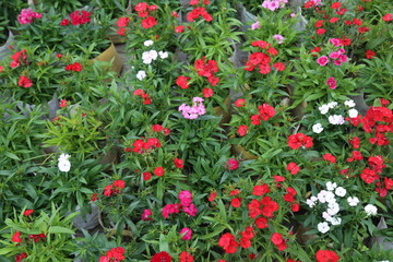 colorful winter flower in a garden