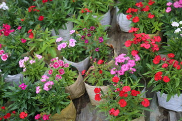 colorful winter flower in a garden