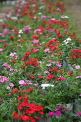 winter flower in a garden