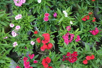 winter flower in a garden