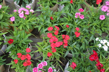 winter flower in a garden