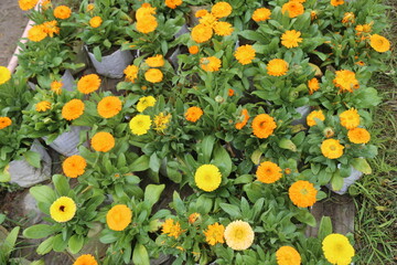 winter flower in a garden