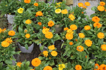 winter flower in a garden
