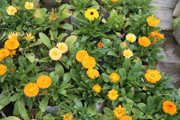 winter flower in a garden