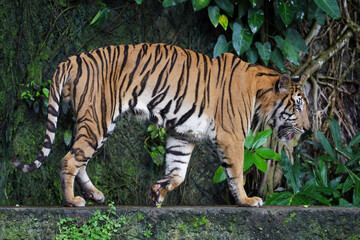 Close up Indochinese tiger is beautiful animal and dangerous in forest