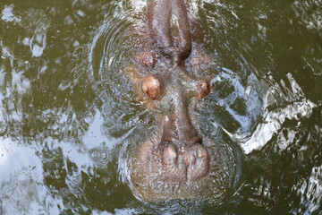 The Big hippopotamus is float in river