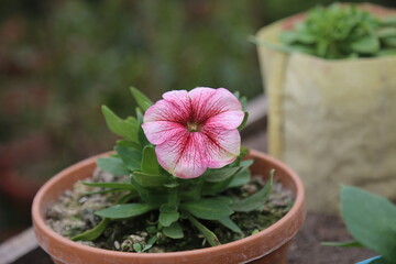 winter flower in a garden