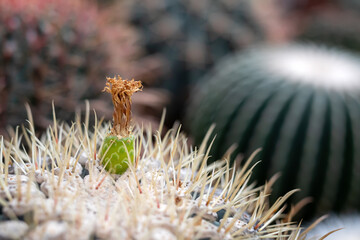 cactus with sprout close-up on a blurred background
