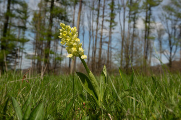 Pale orchid (Orchis pallens)  from Czech nature