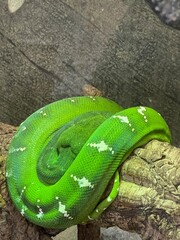 Green Snake