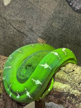 Green Snake