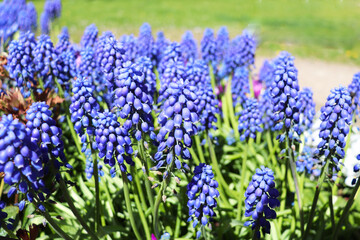 spring blue hyacinths in green grass	