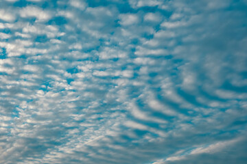 Fototapeta premium 夕方の空 細かい鰯雲の連なりとうっすらとした夕日の光