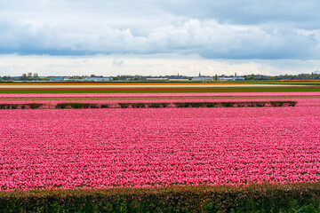 Colorful tulip fields Keukenhof. Colorful blooming tulip fields and flower avenues, Netherlands, South Holland in spring