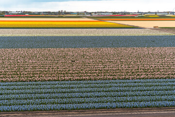 Colorful tulip fields Keukenhof. Colorful blooming tulip fields and flower avenues, Netherlands, South Holland in spring