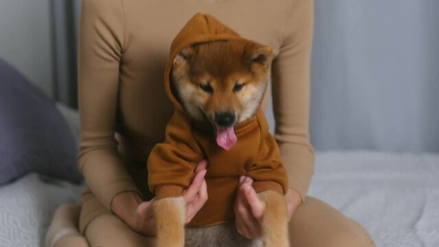 Home game of dog and female owner. Women with his shiba inu puppy in brown hoodie. happy doggy looking and smiling. portrait of red seasame color siba inu. concept of love friendship an animal human