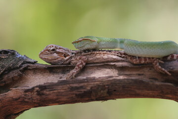 snake, viper, viper snake, tropidolaemus subannulatus, lizard, bearded dragon, A tropidolaemus subannulatus viper snake and a bearded dragon on a log