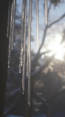 Icicles hang from the branch of a tree, glistening in the sunlight with a soft-focus snowy background