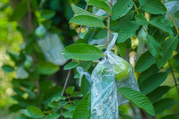 Guavas are wrapped in food-grade plastic, which is easily decomposed, to protect the fruit from...