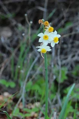 Foto op Plexiglas Narcis yellow flowers in the garden © qingtiger