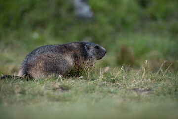 Marmota  at  the Grossglockner