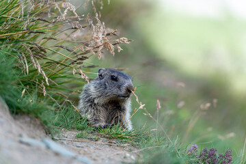 Marmota  at  the Grossglockner