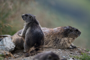 Marmota  at  the Grossglockner
