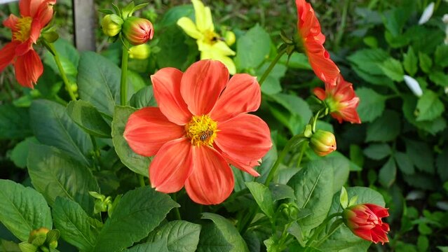 A Dahlia variabilis Opera Orange Flower Seed and flower closeup in the garden.