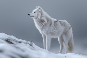 Obraz premium A majestic wolfdog stands proudly amidst the winter's icy embrace, a symbol of strength and resilience in the face of freezing adversity