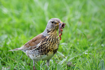 Fieldfare, bird with earthworms in the beak, Turdus pilaris, spring in Belarus