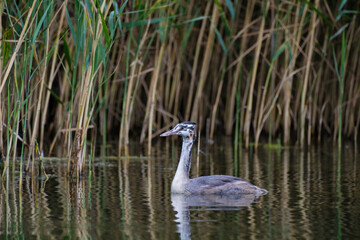 great crested grebe in natural habitat, young bird
