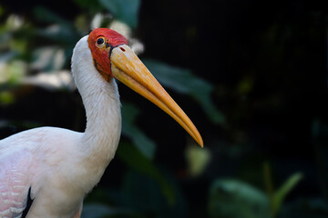 portrait of a milky stork, Mycteria cinerea