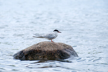 tern standing on the rock in the water, Sterna hirundo in Belarus, Minsk
