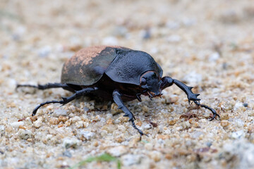 Atlas beetle, Chalcosoma atlas mantetsu, Thailand