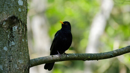 Blackbird, Turdus merula, a bird on the tree