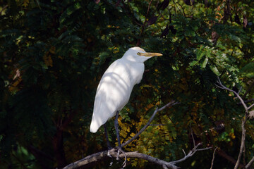 cattle egret in natural habitat, Bubulcus ibis