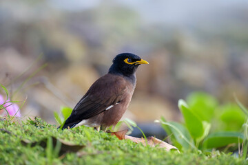Common myna in the nature, Acridotheres tristis