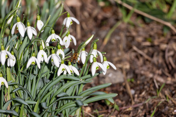 Close up of a bee pollinating white snowdrops flowers in spring